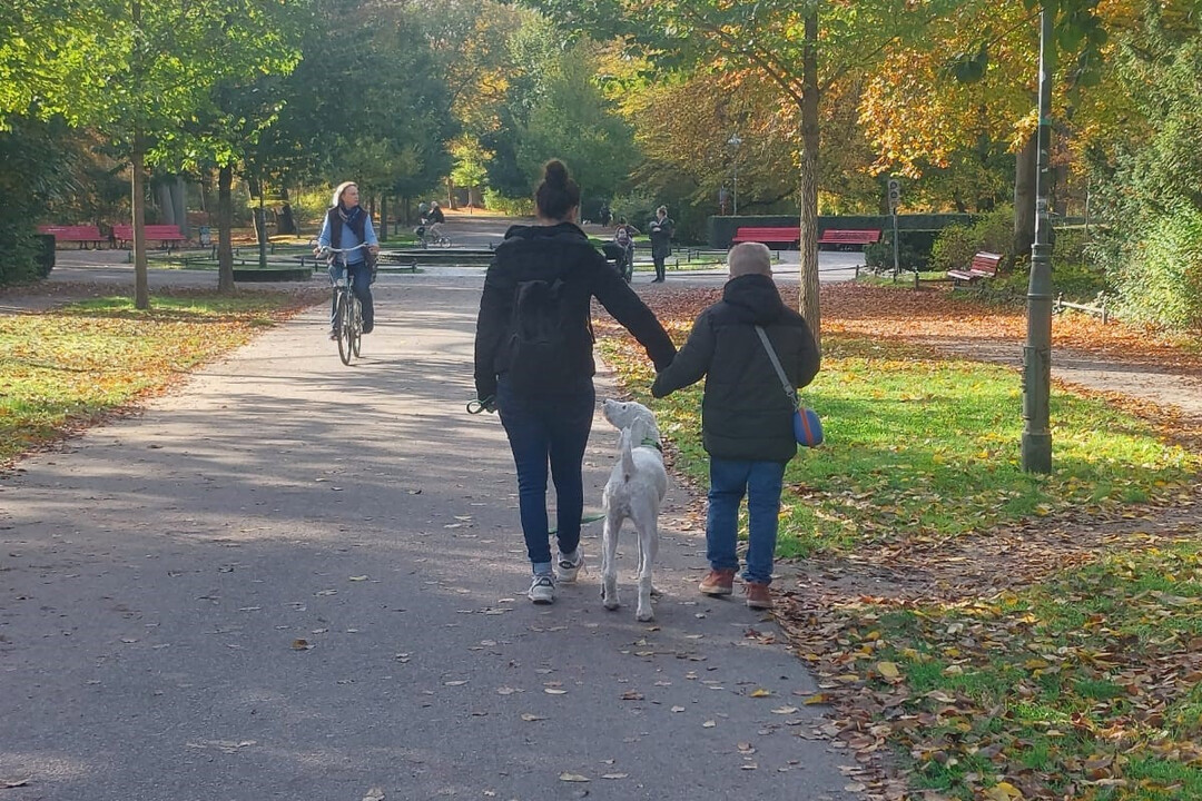 Aufnahme des Epilepsie-Warnhund Dundee beim Familienspaziergang in einem Park